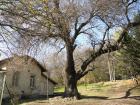 Перник снимка: за хората и събитията - вековно дърво