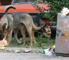 Бездомни кучета в Перник