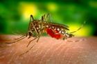 Перник снимка: за хората и събитията - на война с комарите