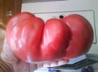 Перник снимка: за хората и събитията -домат-гигант