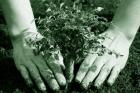 Деца от Трън засадиха дръвчета за Седмицата на гората 04_1397037961