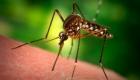 Афганистанецът в Ковачевци се е заразил с малария от комар 07_1404976171