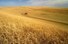 Валежите тази година влошиха качеството на пшеницата 09_1410166107