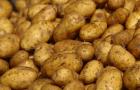Събирането на картофите в Трънско се забавя 09_1410247073