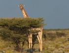 Жирафите в Африка намаляват 12_1417777600