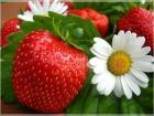 Испания търси по-млади берачки на ягоди 01_1421070376