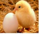 Няма да внасят яйца и птиче месо от България в Македония заради птичия грип 01_1422632615