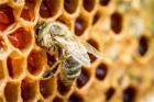 Пчелните семейства измират, пчеларите искат помощи 02_1424788206