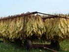 Тютюнджиите в пиринско нямат договори за изкупуване на продукцията им 04_1429271481