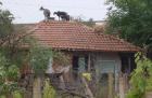 Кози, ярета и овце висяха на покрива на къща 04_1430308251