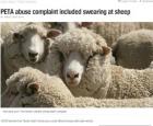 Обвиниха фермер в Австралия, че псувал овцете си 05_1432627771