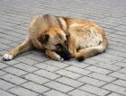София е сред градовете с най-много осиновени безстопанствени кучета 07_1435755886