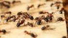 Откриха как мравките си помагат за големи парчета храна 07_1438338774