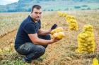 Фермер от Трън очаква да получи над 5 тона от декар картофи 09_1443512694