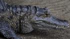 Крокодил се намъкна в басейн във Флорида 01_1453477409