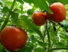 Оранжерийните домати поскъпват 04_1459747470