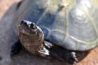Нежелани домашни червенобузи костенурки били голяма напаст в столичния зоопарк 05_1462768420