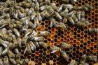 Много пчели в САЩ са умрели заради паразит 05_1463200576
