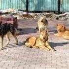 Гласуваха програмата за овладяване на популацията на безстопанствените кучета в община Перник 05_1463893197