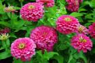 Подберете идеалните цветя за градината си през лятото 05_1463973466