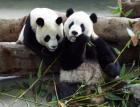 Любимата храна на пандите може да доведе до изчезването им 05_1463975614
