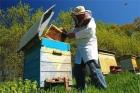 В Добруджа пчелите умират 05_1463975848