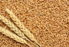 Цената на житото се понижава 07_1468743492