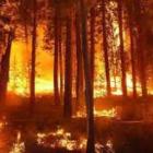 20 декара гора изгоря при пожар в "Бела вода" 07_1469858301