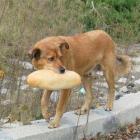 Атакуват наредбата за овладяване популацията на безстопанствените кучета в Перник в съда 08_1470802913