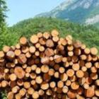 Ще определят цените на дървата в общинските гори 10_1477805289