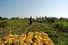 Безработни жители на монтанско село дариха над 2 тона картофи  11_1478701662