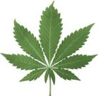 Перник: листо марихуана