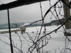 Язовир Студена през зимата-2012  снимка: Руми Борисова - Фейсбук