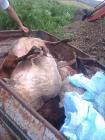 Пияни машинисти прегазиха 27 овце край Перник