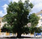 Сливенският бряст спечели конкурса "Европейско дърво на годината"! 