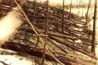 Дървета повалени от Тунгуския метеорит