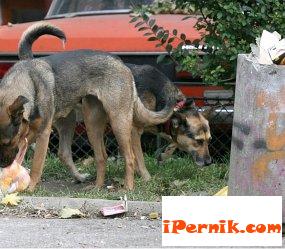 Бездомни кучета в Перник