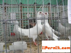 Новини за Перник от iPernik