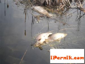 Мъртва риба на Чокльово блато