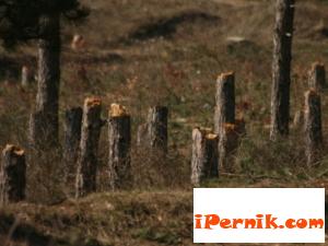 Изсичат дърветата при "Хумни дол" заради крадци на въглища сн.mirogled.com