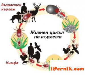 Увеличен брой на заболелите от лаймска болест 09_1378924722