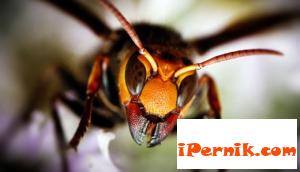 Стършели и оси изтерзаха огнеборците в Пернишко 09_1379286168