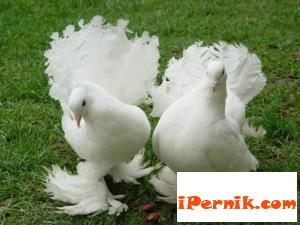 Изложба на гълъби и екзотични птици в Перник 11_1385826596