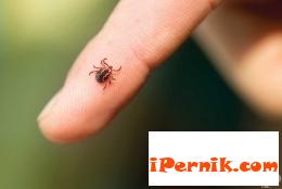 Вече има такса в болницата в Перник за вадене на кърлежи 06_1402496969