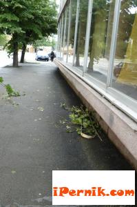 Липите в Перник се потрошават от цигани 06_1404109800
