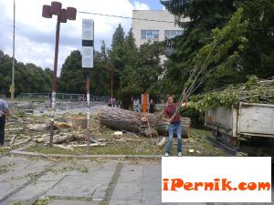 Защо отсякоха вековното дърво пред пощата? 07_1405597342
