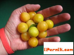 Деца и възрастни събират джанки за ракия 07_1406528857