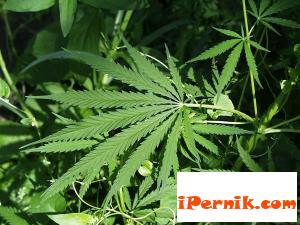 Полицаи иззеха наркотици от двама души в Перник 08_1407155519