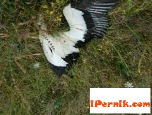 Щъркели кацат на жиците, умират и падат върху колите 08_1407746891