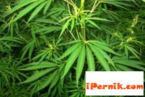 Полицаи иззеха марихуана в Мещица 08_1408608655